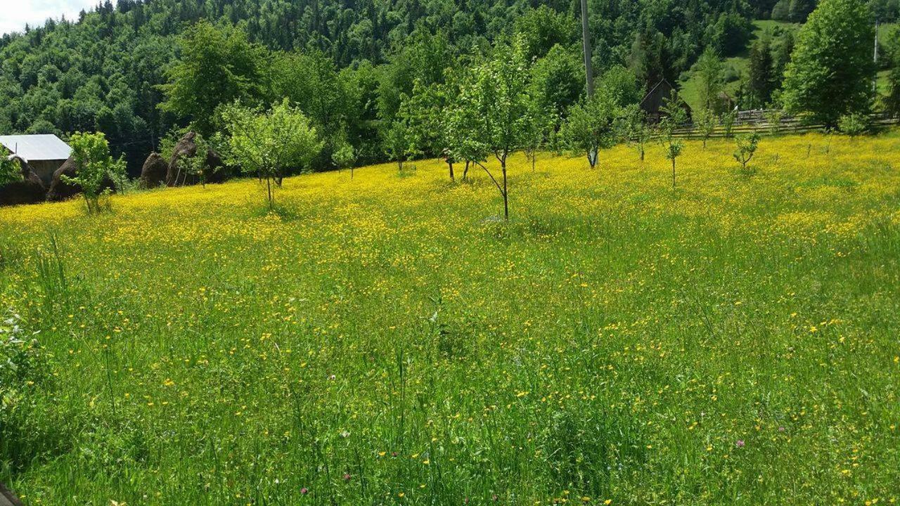 Pensiunea Miesca Matisesti Dış mekan fotoğraf